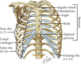 Ribs and Thorax Fractures | Clinical Gate