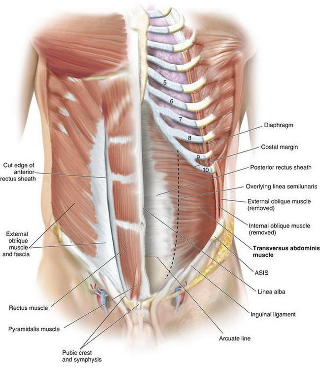 Толстая брюшная стенка. Передняя брюшная стенка мышцы анатомия. Мышцы живота передняя брюшная стенка. Мышцы передней брюшной стенки живота анатомия. Linea semilunaris анатомия.