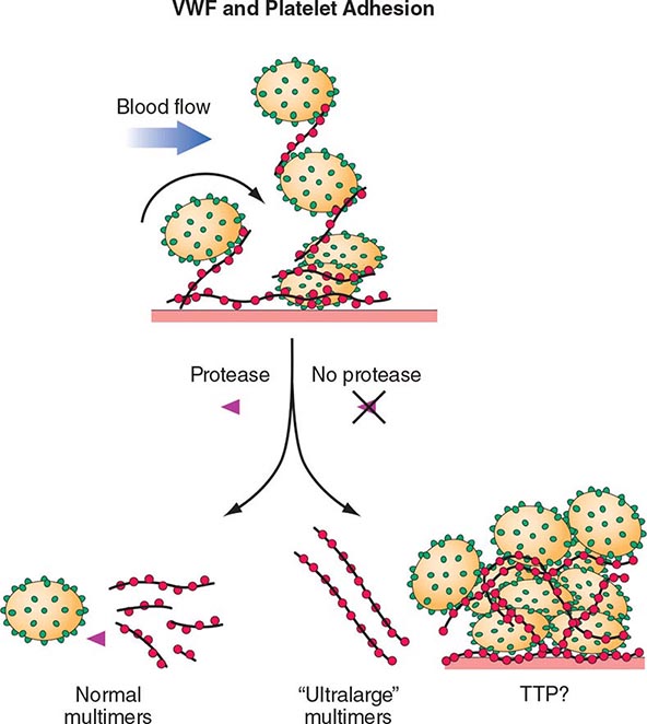 thrombotic thrombocytopenic purpura pathophysiology