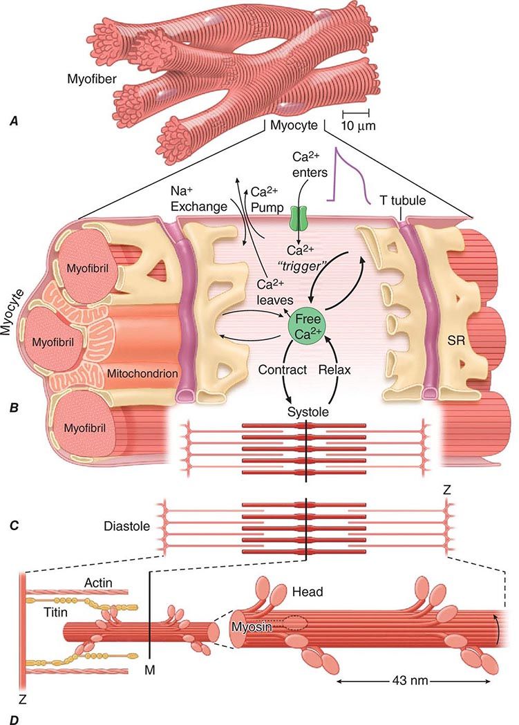 physical-examination-of-the-cardiovascular-system-clinical-gate