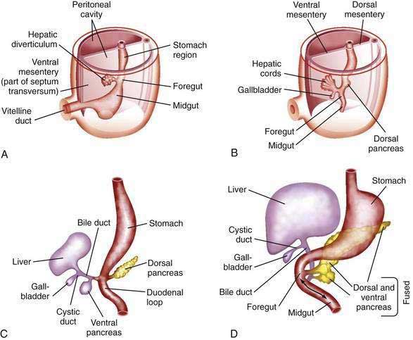 Image result for Development of liver and gall bladder