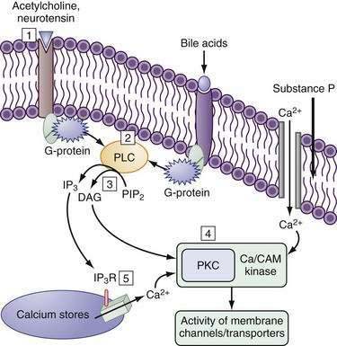 Intestinal Electrolyte Absorption And Secretion | Clinical Gate