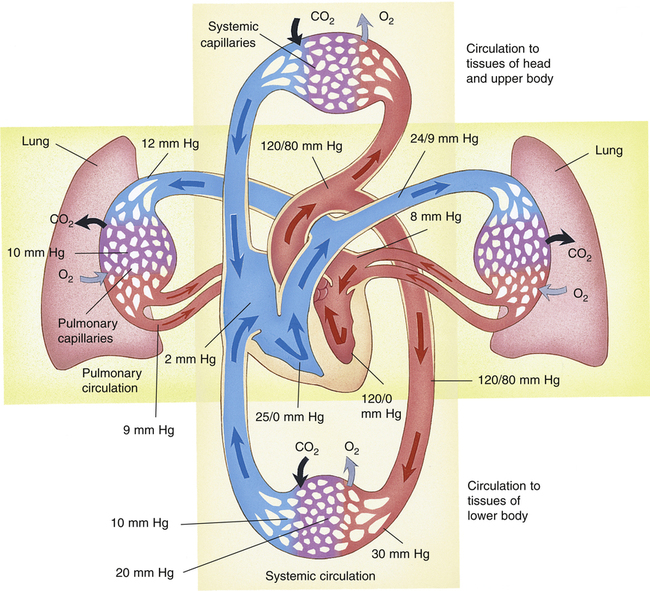 Pulmonary Blood Flow Clinical Gate