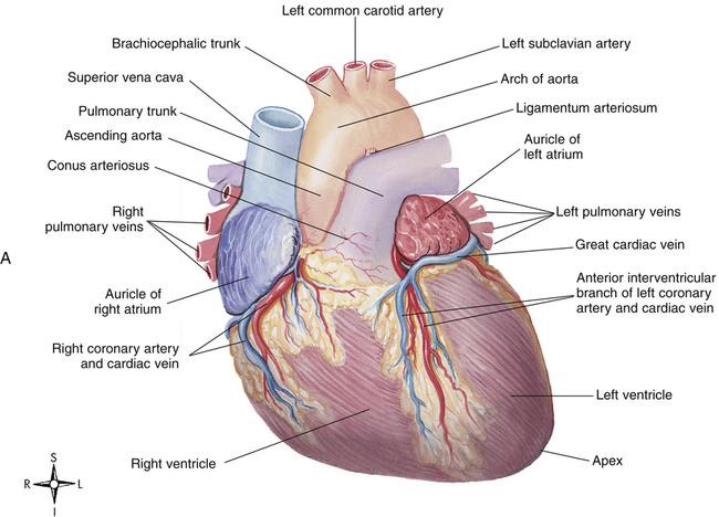 Functional Anatomy Of The Cardiovascular System Clinical Gate
