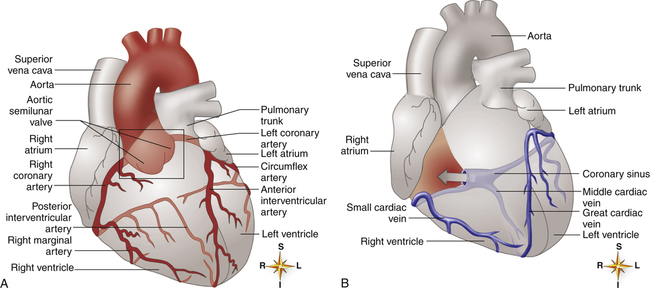 Anatomy, descriptive and applied. Anatomy. 556 THE VASCULAR SYSTEMS The  anterior cardiac veins open into the lower fore part of the right auricle.  The right auriculoventricular opening, or the tricuspid orifice {