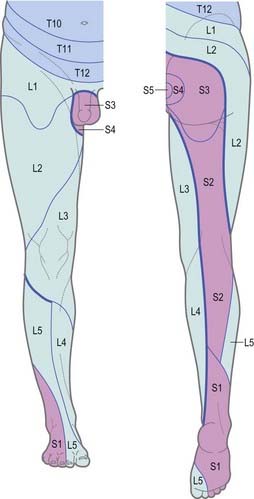 Lumbar Plexus and Sacral Plexus | Clinical Gate