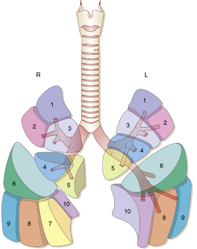 Ru сегменте. Сегменты легких кт анатомия. Сегменты легких кт Radiology 24. Сегментарная анатомия легких на кт. Сегменты легкого на кт.