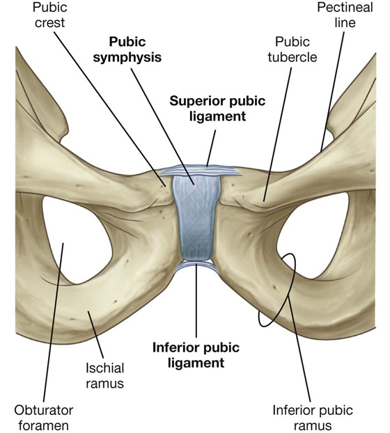 Pubic Crest Tubercle Pubic Crest Tubercle