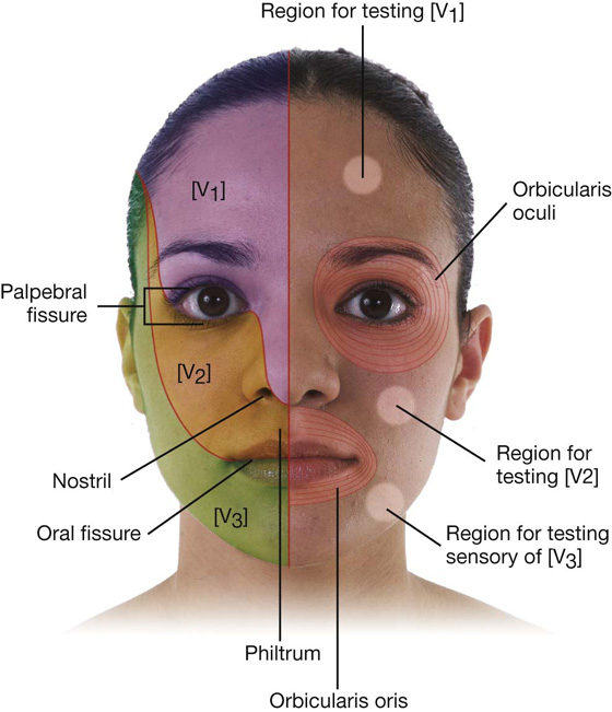 Head And Neck | Clinical Gate