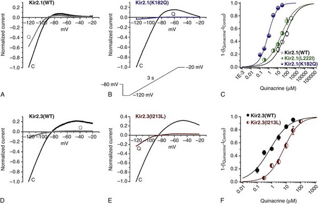 Molecular Regulation Of Cardiac Inward Rectifier Potassium Channels By ...