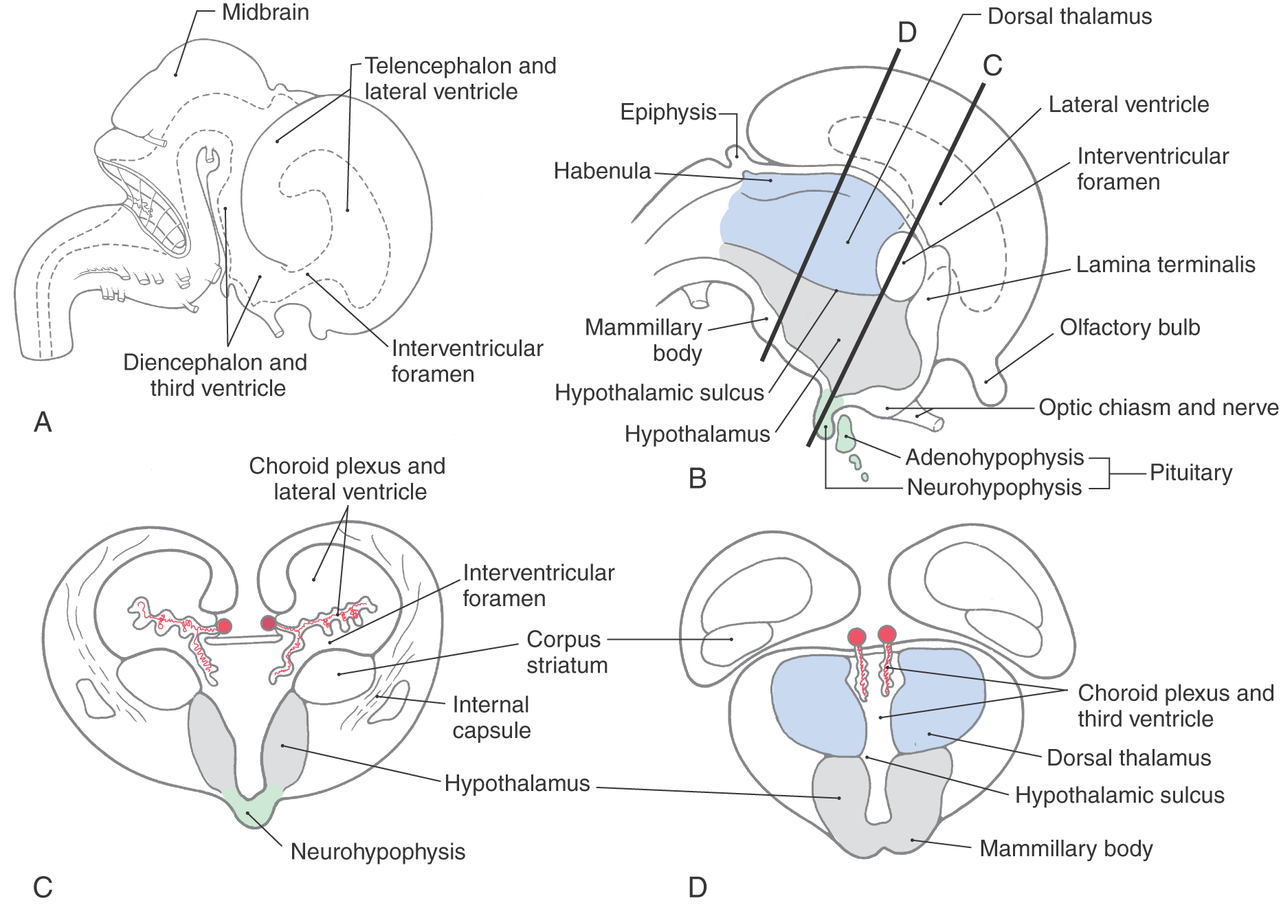 Diencephalon Diencephalon