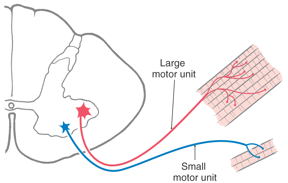 motor-system-i-peripheral-sensory-brainstem-and-spinal-influence-on